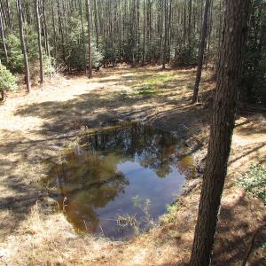 Photo of UNDER CONTRACT!  42 Acres of Hunting and Timber Land For Sale in Accomack County VA!