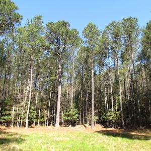 Photo of UNDER CONTRACT!  42 Acres of Hunting and Timber Land For Sale in Accomack County VA!