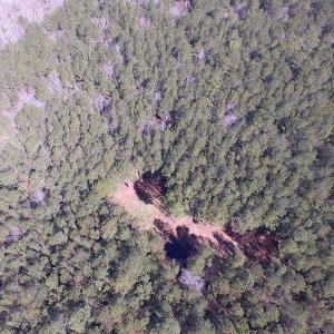 Photo of UNDER CONTRACT!  42 Acres of Hunting and Timber Land For Sale in Accomack County VA!