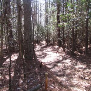 Photo of UNDER CONTRACT!  42 Acres of Hunting and Timber Land For Sale in Accomack County VA!