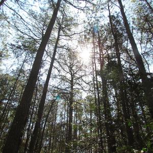 Photo of UNDER CONTRACT!  42 Acres of Hunting and Timber Land For Sale in Accomack County VA!