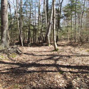 Photo of UNDER CONTRACT!  42 Acres of Hunting and Timber Land For Sale in Accomack County VA!