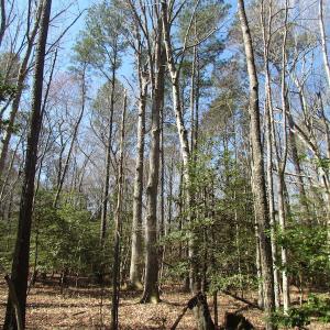 Photo of UNDER CONTRACT!  42 Acres of Hunting and Timber Land For Sale in Accomack County VA!