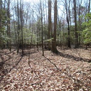 Photo of UNDER CONTRACT!  42 Acres of Hunting and Timber Land For Sale in Accomack County VA!