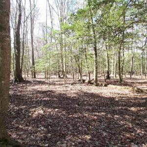 Photo of UNDER CONTRACT!  42 Acres of Hunting and Timber Land For Sale in Accomack County VA!