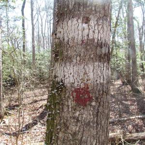 Photo of UNDER CONTRACT!  42 Acres of Hunting and Timber Land For Sale in Accomack County VA!