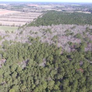 Photo of UNDER CONTRACT!  42 Acres of Hunting and Timber Land For Sale in Accomack County VA!