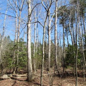 Photo of UNDER CONTRACT!  42 Acres of Hunting and Timber Land For Sale in Accomack County VA!