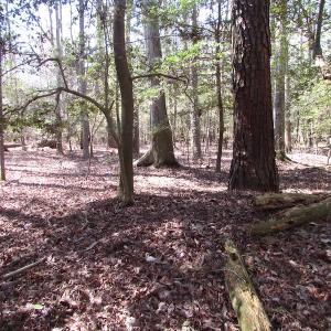 Photo of UNDER CONTRACT!  42 Acres of Hunting and Timber Land For Sale in Accomack County VA!