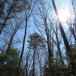 Photo of UNDER CONTRACT!  42 Acres of Hunting and Timber Land For Sale in Accomack County VA!