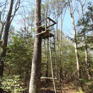 Photo of UNDER CONTRACT!  42 Acres of Hunting and Timber Land For Sale in Accomack County VA!