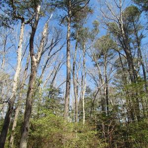 Photo of UNDER CONTRACT!  42 Acres of Hunting and Timber Land For Sale in Accomack County VA!