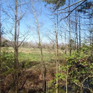 Photo of UNDER CONTRACT!  42 Acres of Hunting and Timber Land For Sale in Accomack County VA!