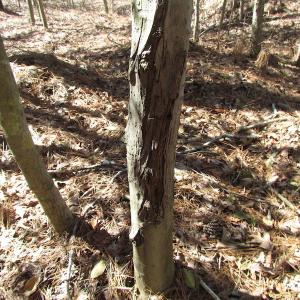 Photo of UNDER CONTRACT!  42 Acres of Hunting and Timber Land For Sale in Accomack County VA!