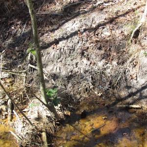 Photo of UNDER CONTRACT!  42 Acres of Hunting and Timber Land For Sale in Accomack County VA!