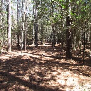 Photo of UNDER CONTRACT!  42 Acres of Hunting and Timber Land For Sale in Accomack County VA!