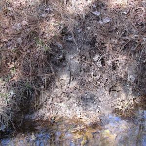 Photo of UNDER CONTRACT!  42 Acres of Hunting and Timber Land For Sale in Accomack County VA!