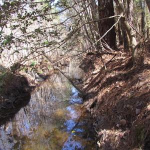 Photo of UNDER CONTRACT!  42 Acres of Hunting and Timber Land For Sale in Accomack County VA!