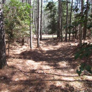 Photo of UNDER CONTRACT!  42 Acres of Hunting and Timber Land For Sale in Accomack County VA!