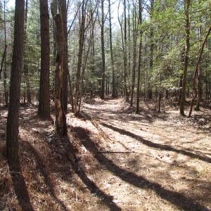Photo of UNDER CONTRACT!  42 Acres of Hunting and Timber Land For Sale in Accomack County VA!
