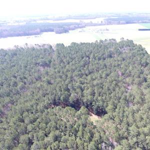 Photo of UNDER CONTRACT!  42 Acres of Hunting and Timber Land For Sale in Accomack County VA!