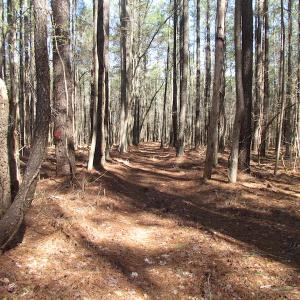 Photo of UNDER CONTRACT!  42 Acres of Hunting and Timber Land For Sale in Accomack County VA!