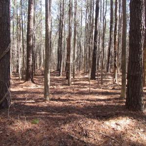 Photo of UNDER CONTRACT!  42 Acres of Hunting and Timber Land For Sale in Accomack County VA!
