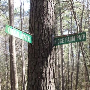 Photo of UNDER CONTRACT!  42 Acres of Hunting and Timber Land For Sale in Accomack County VA!