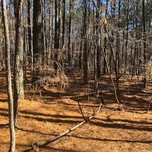Photo of SOLD!  12.65 Acres of Residential Timber Land For Sale In Granville County NC!
