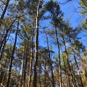 Photo of SOLD!  12.65 Acres of Residential Timber Land For Sale In Granville County NC!