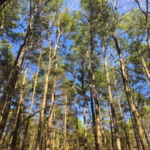 Photo of SOLD!  12.65 Acres of Residential Timber Land For Sale In Granville County NC!