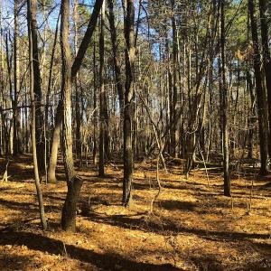 Photo of SOLD!  12.65 Acres of Residential Timber Land For Sale In Granville County NC!