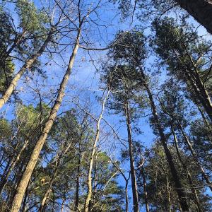 Photo of SOLD!  12.65 Acres of Residential Timber Land For Sale In Granville County NC!