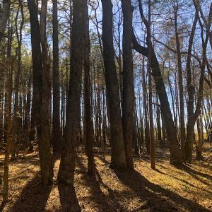 Photo of SOLD!  12.65 Acres of Residential Timber Land For Sale In Granville County NC!