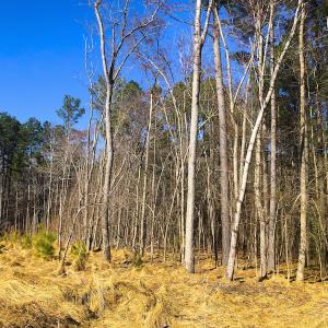 Photo of SOLD!  12.65 Acres of Residential Timber Land For Sale In Granville County NC!