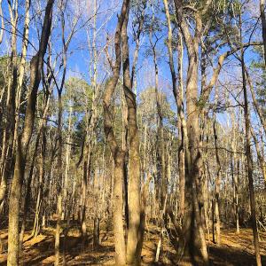 Photo of SOLD!  12.65 Acres of Residential Timber Land For Sale In Granville County NC!