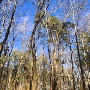Photo of SOLD!  12.65 Acres of Residential Timber Land For Sale In Granville County NC!