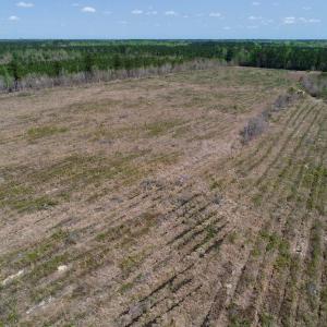 Photo of SOLD!!  111 Acres of Hunting and Timber Land For Sale in Craven County NC!