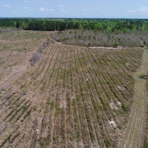 Photo of SOLD!!  111 Acres of Hunting and Timber Land For Sale in Craven County NC!