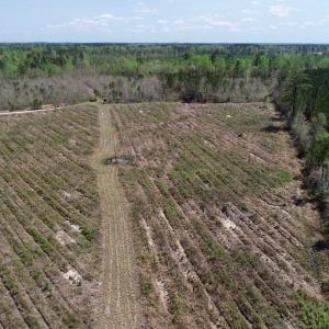 Photo of SOLD!!  111 Acres of Hunting and Timber Land For Sale in Craven County NC!