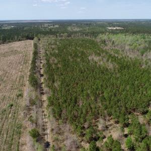 Photo of SOLD!!  111 Acres of Hunting and Timber Land For Sale in Craven County NC!