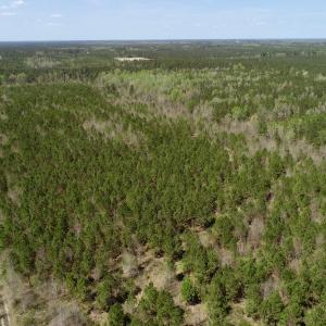 Photo of SOLD!!  111 Acres of Hunting and Timber Land For Sale in Craven County NC!