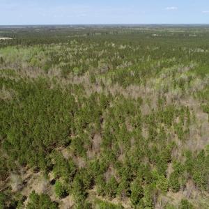 Photo of SOLD!!  111 Acres of Hunting and Timber Land For Sale in Craven County NC!