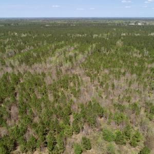 Photo of SOLD!!  111 Acres of Hunting and Timber Land For Sale in Craven County NC!