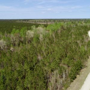 Photo of SOLD!!  111 Acres of Hunting and Timber Land For Sale in Craven County NC!
