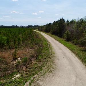 Photo of SOLD!!  111 Acres of Hunting and Timber Land For Sale in Craven County NC!