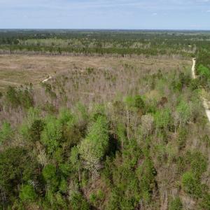 Photo of SOLD!!  111 Acres of Hunting and Timber Land For Sale in Craven County NC!