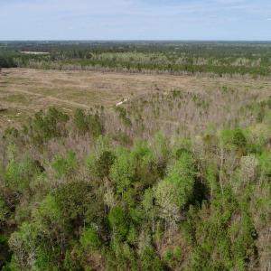 Photo of SOLD!!  111 Acres of Hunting and Timber Land For Sale in Craven County NC!
