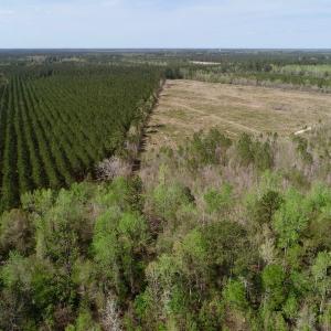 Photo of SOLD!!  111 Acres of Hunting and Timber Land For Sale in Craven County NC!