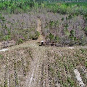 Photo of SOLD!!  111 Acres of Hunting and Timber Land For Sale in Craven County NC!